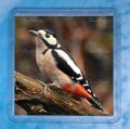 Greater Spotted Woodpecker Coaster