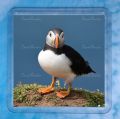 Puffin 10 Coaster