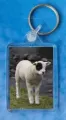 Patch Lamb keyring