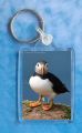 Puffin 10 Keyring