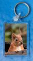 Red Squirrel 3