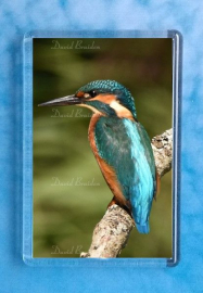 Kingfisher 1 Magnet