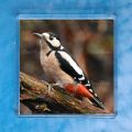 Greater Spotted Woodpecker Magnet