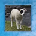 Patch Lamb Magnet