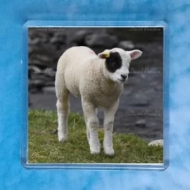 Patch Lamb Magnet