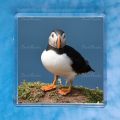 Puffin 10 Magnet